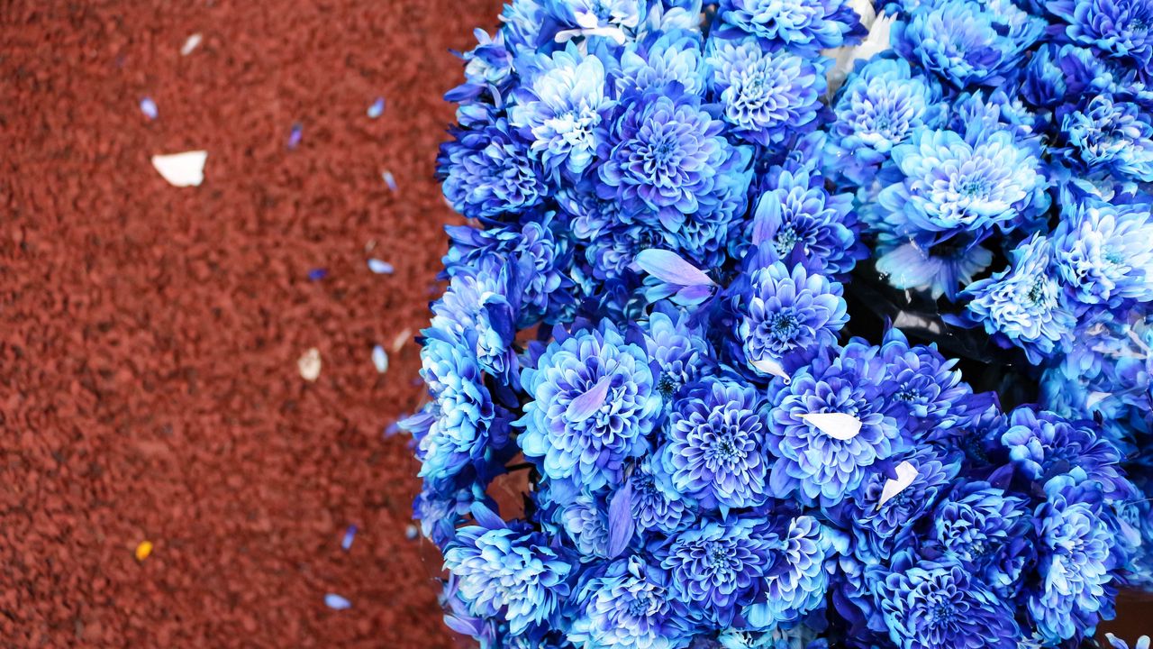 Обои букет, цветы, синий, лепестки, цветение