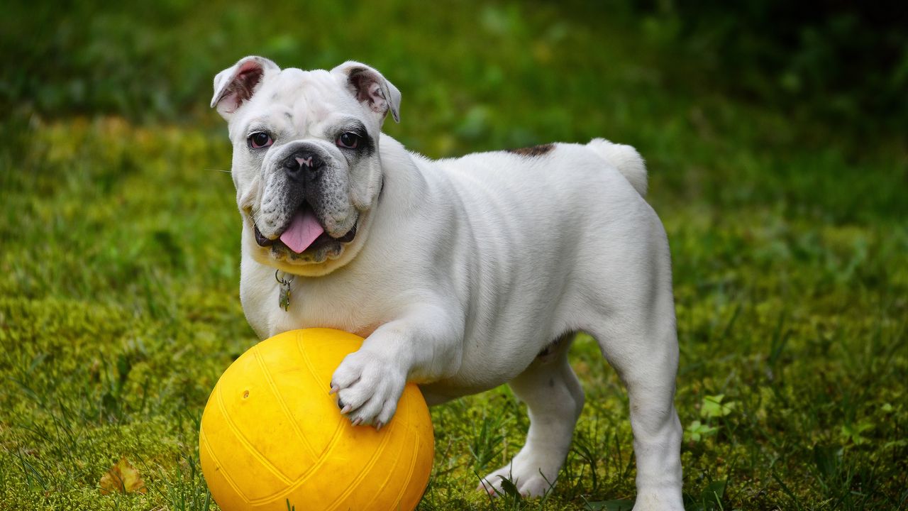 Обои бульдог, собака, мяч, высунутый язык, забавный