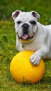 Превью обои бульдог, собака, мяч, высунутый язык, забавный
