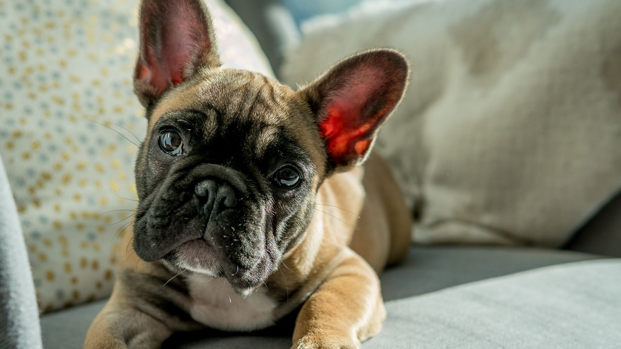 Обои бульдог, собака, морда, взгляд