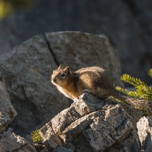 Превью обои бурундук, животное, камни, милый