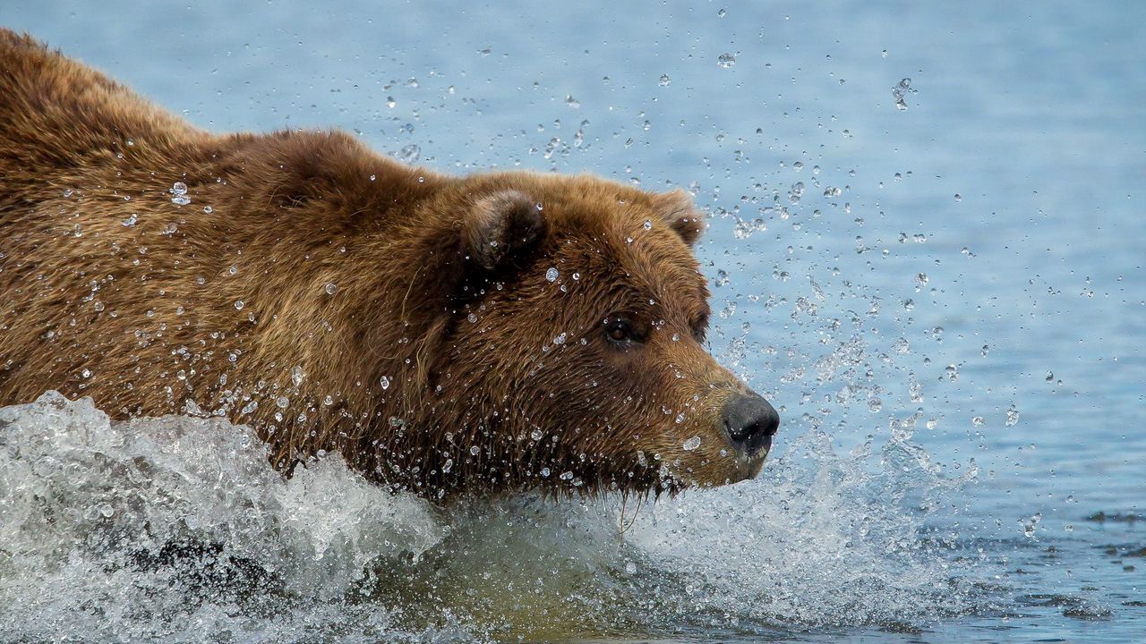 Обои бурый медведь, гризли, вода, плавать