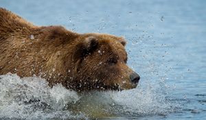 Превью обои бурый медведь, гризли, вода, плавать