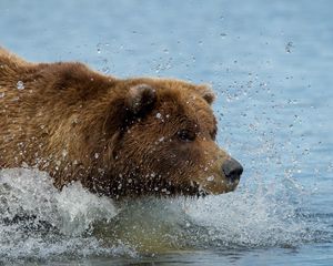 Превью обои бурый медведь, гризли, вода, плавать