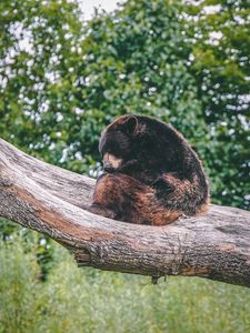 Превью обои бурый медведь, медведь, хищник, сон