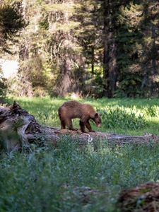 Превью обои бурый медведь, медведь, хищник, лес