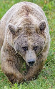 Превью обои бурый медведь, медведь, животное, коричневый, дикая природа