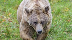 Превью обои бурый медведь, медведь, животное, коричневый, дикая природа