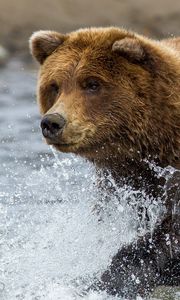 Превью обои бурый медведь, вода, брызги