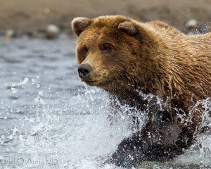 Превью обои бурый медведь, вода, брызги