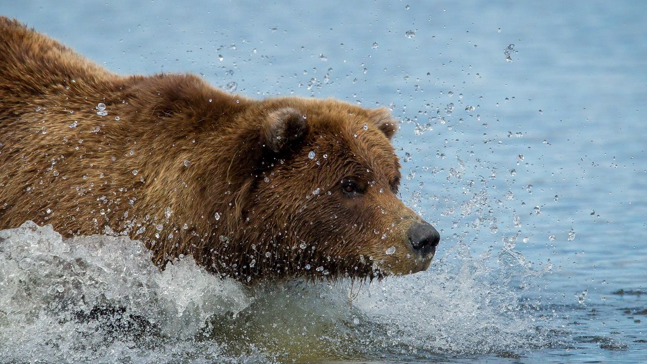 Медведь гризли обои