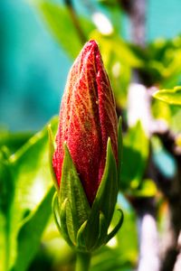 Превью обои бутон, цветок, красный, блюр