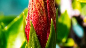 Превью обои бутон, цветок, красный, блюр