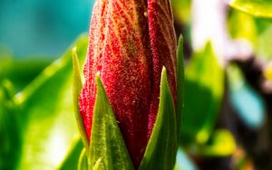 Превью обои бутон, цветок, красный, блюр