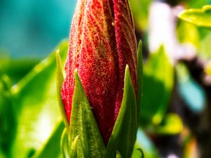 Превью обои бутон, цветок, красный, блюр