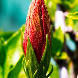 Превью обои бутон, цветок, красный, блюр