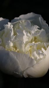 Превью обои бутон, цветок, роза, лепестки, белый