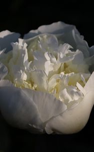 Превью обои бутон, цветок, роза, лепестки, белый