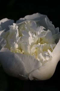 Превью обои бутон, цветок, роза, лепестки, белый