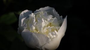 Превью обои бутон, цветок, роза, лепестки, белый