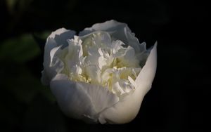 Превью обои бутон, цветок, роза, лепестки, белый