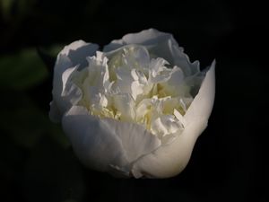 Превью обои бутон, цветок, роза, лепестки, белый