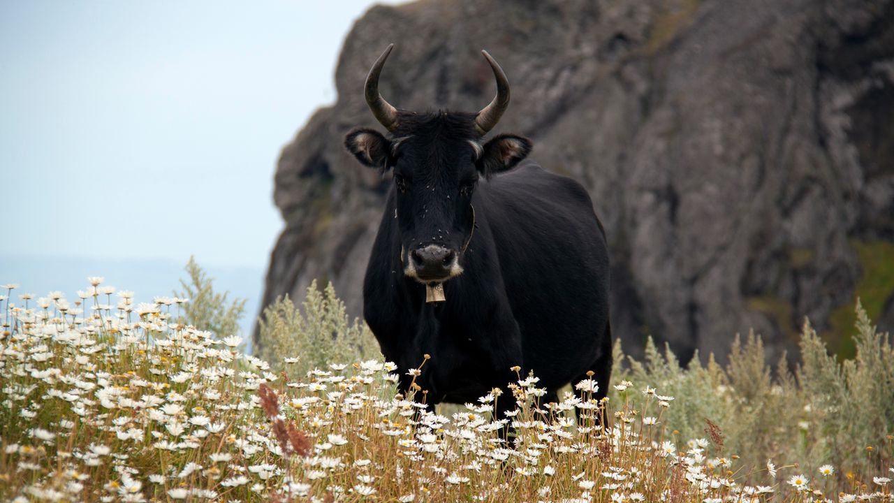 Обои бык, корова, рога, ромашки, поле