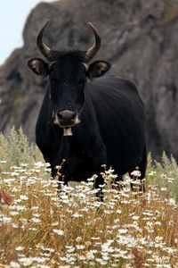 Превью обои бык, корова, рога, ромашки, поле
