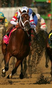 Превью обои california chrome, kentucky derby, dominating fashion