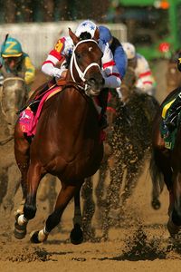 Превью обои california chrome, kentucky derby, dominating fashion