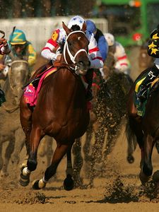 Превью обои california chrome, kentucky derby, dominating fashion