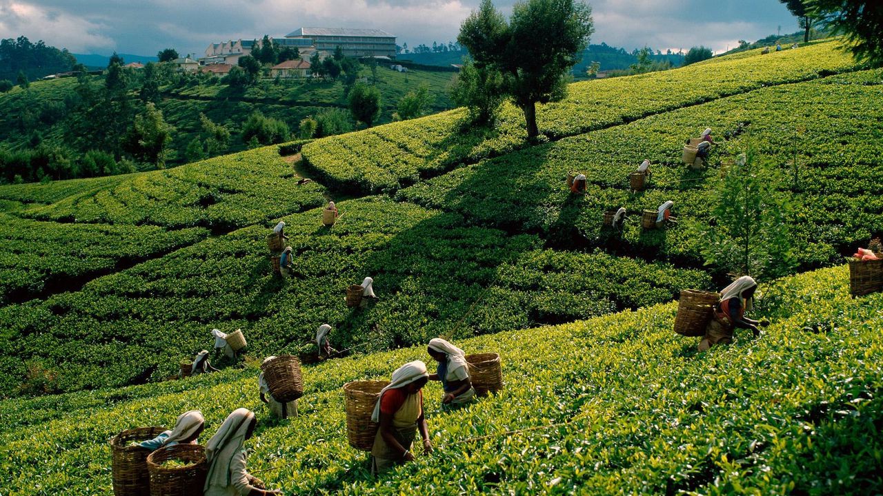 Обои чай, плантации, поля, работницы, сбор