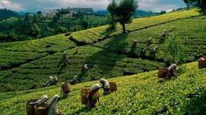 Превью обои чай, плантации, поля, работницы, сбор