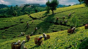Превью обои чай, плантации, поля, работницы, сбор