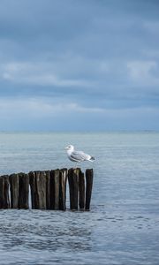 Превью обои чайка, бревна, море, горизонт