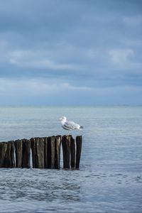 Превью обои чайка, бревна, море, горизонт