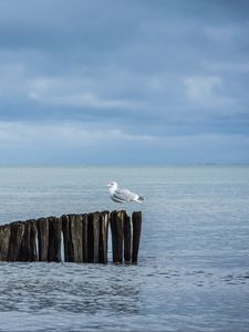 Превью обои чайка, бревна, море, горизонт