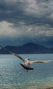 Превью обои чайка, море, горы, полет, взмах