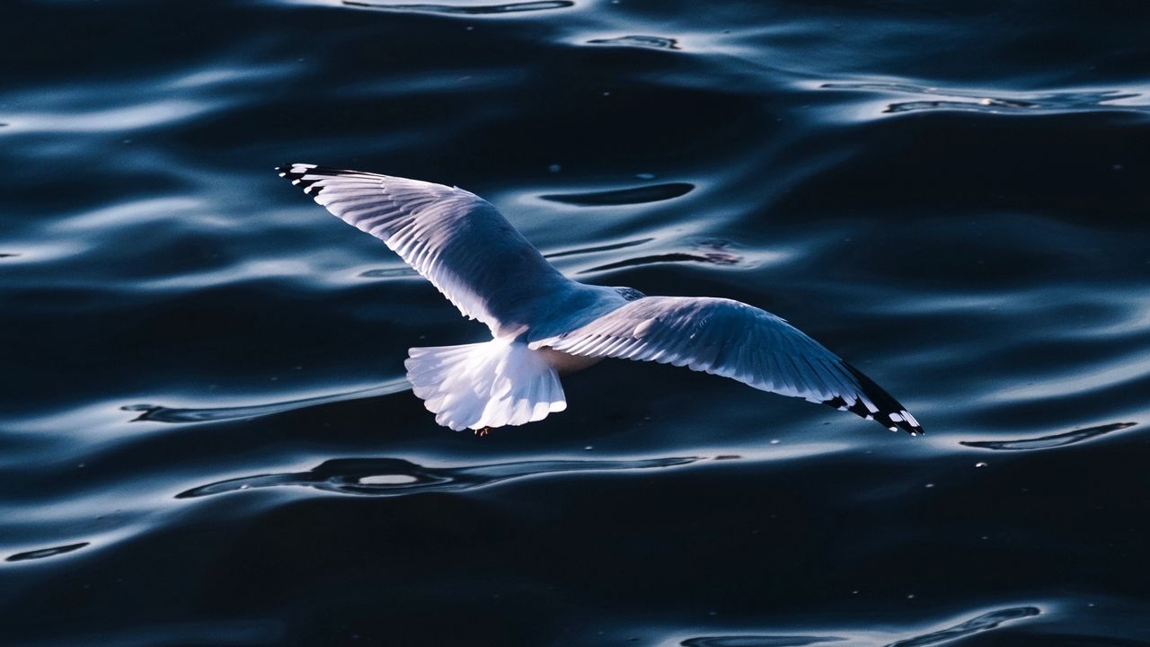 Обои чайка, море, птица, крылья, вода