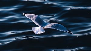 Превью обои чайка, море, птица, крылья, вода