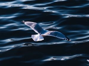 Превью обои чайка, море, птица, крылья, вода