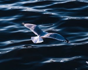 Превью обои чайка, море, птица, крылья, вода