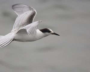 Превью обои чайка, полёт, море