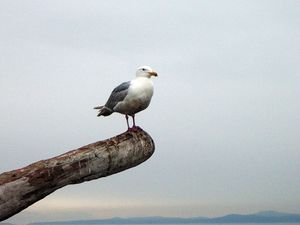 Превью обои чайка, птица, балка, горизонт