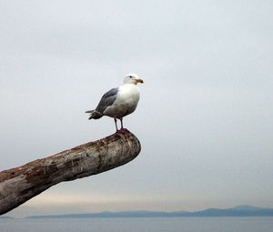 Превью обои чайка, птица, балка, горизонт