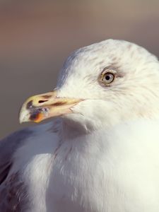 Превью обои чайка, птица, клюв