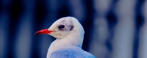 Превью обои чайка, птица, клюв, дикая природа