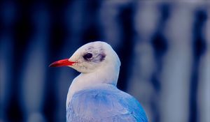 Превью обои чайка, птица, клюв, дикая природа