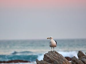 Превью обои чайка, птица, клюв, камень, море