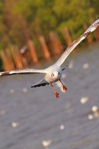 Превью обои чайка, птица, море, полет, взмах